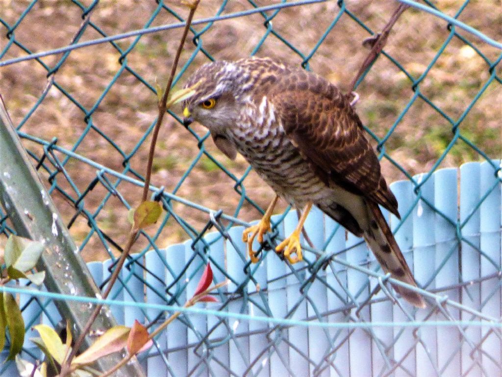 Sparviere (Accipiter nisus) in giardino